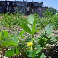 Farm Alliance of Baltimore City